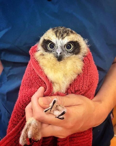 Orphaned but Thriving