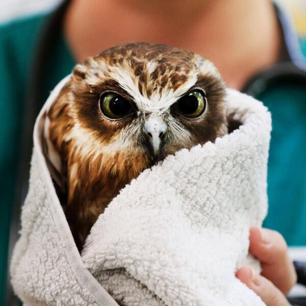 One Grouchy Boobook