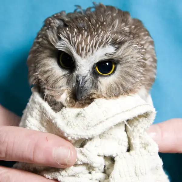 Just the Back and Sides