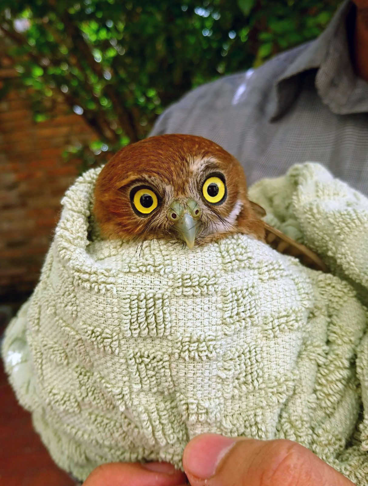 This Pygmy Owl is wrapped in a towel best described as a pale green sitting somewhere between "cucumber crush" and "seafoam spray". Its feathers are a reddish brown, from which the Ferruginous Pygmy Owl (if indeed this is the correct ID) gets its name, meaning of or relating to iron (and rust).
To the back and out of focus is the green foliage of a tree with patches of bokeh sunlight filtering through. Behind that, a red brick wall. Closer to the fore is the collared shirt of the person holding the wrap, with pinched thumb and forefinger appearing bottom of frame.
The owl's eyes are yellow and wide. The shape and shade around the brow of its eyes gives it a surprised or worried expression like it's having flashbacks to some long-forgotten event.