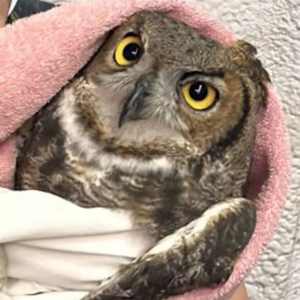 GHOW 3 is double wrapped - wearing a white inner sheet surrounded by an outer pink towel, as well as an expression that says "I will tolerate this if you continue feeding me microwaved mice".