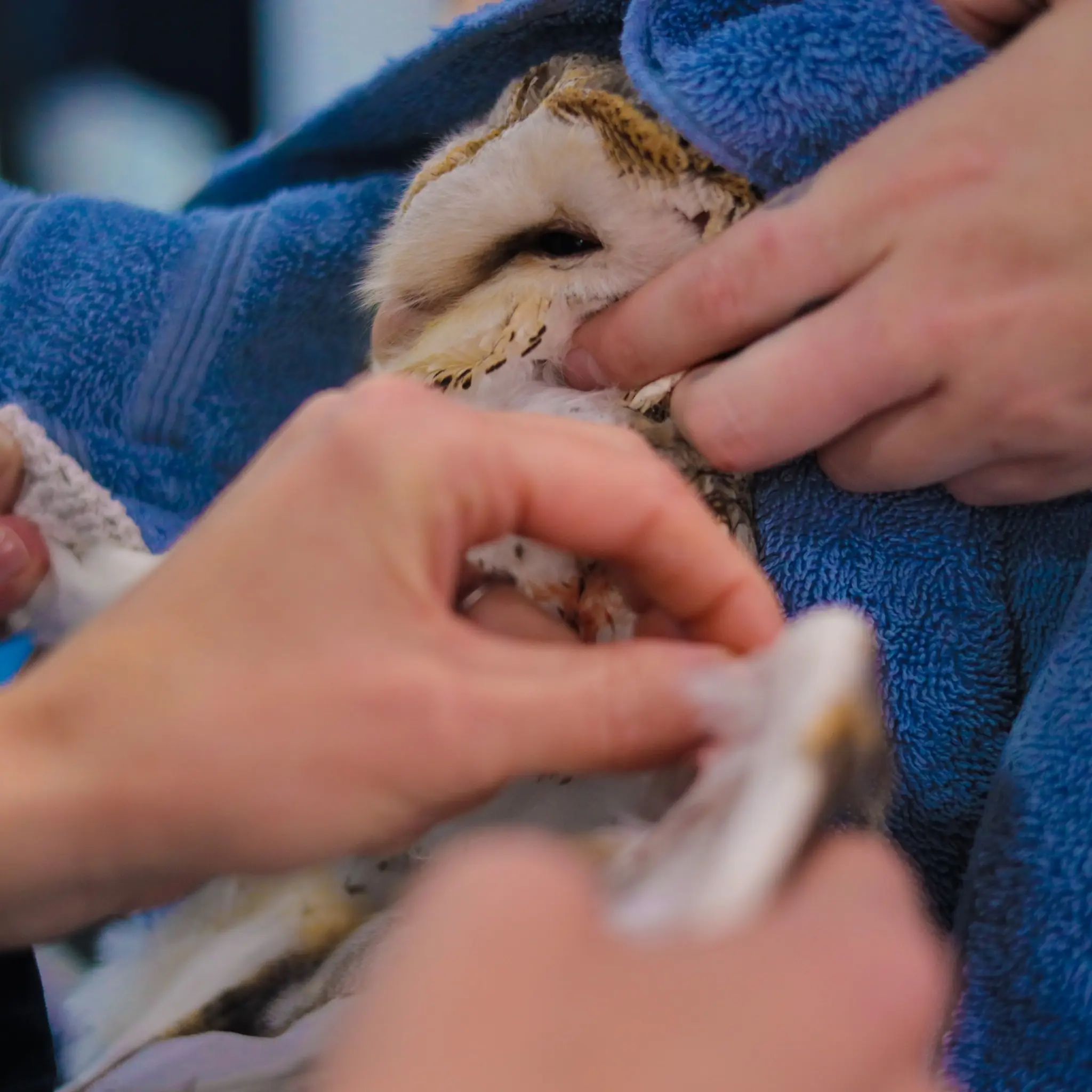 There are hands all over the owl, seemingly coming from all 8 cardinal and intercardinal directions.