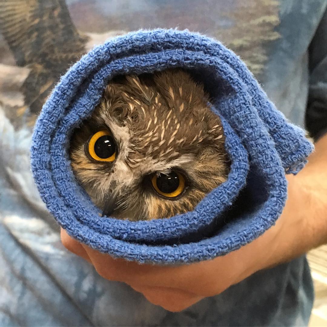 A Saw-whet Owl with golden eyes stares into the camera while encased in a tight cornflower blue towel. It is possibly one of the neatest wraps pictured to date, with the camera looking squarely "down the barrel" of the towel, so to speak. The cross section of owl is almost all forehead; coffee brown with streaks of cream. The feathers are slightly ruffled and spiral around a discernible whorl above one eye. The pupils are wide and a deep glossy black, each reflecting a pair of ceiling lights.
We tend to project human emotions onto wild animals, even when they are unsuited to the situation. That said, it feels impossible to describe this owl as anything but angry. The brow seems more furrowed than your typical owl; the 30 degree rotation of the wrap (and the owl within) only adds to its look of indignity at being so unreasonably detained.