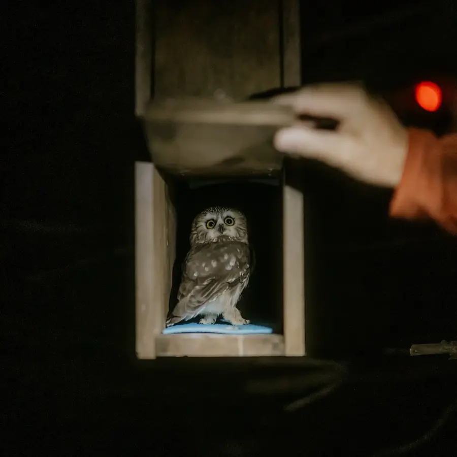 An out-of-focus hand opens a wooden box to reveal the Saw-whet Owl inside. The camera is square to the box, framed like a Wes Anderson shot, and captures the owl standing atop a blue sheet of foamy material. A right leg is outstretched, as if mid-strut. The owl's eyes watch the hand on the wooden lid hinged above, with an expression a little dazed and dazzled. No longer poked at by humans, the owl is free to fly away.