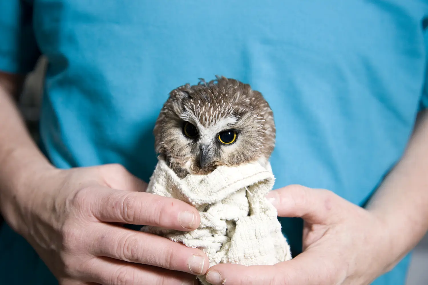 A Saw-whet Owl is wrapped in a textured vanilla towel, held upright by the spread digits of a rehabilitator in aqua-blue scrubs. The owl's eyes are dilated, and lids relaxed, giving an expression of sedate nonchalance. Irises appear as half rings of cadmium yellow. The shape of the wrap is trapezoidal (a wrapezoid?), or in 3D a frustum, which combined with the owl's feathery orb of a head makes an outline like a chess pawn, or an old-timey keyhole. Or a patron at the barber.