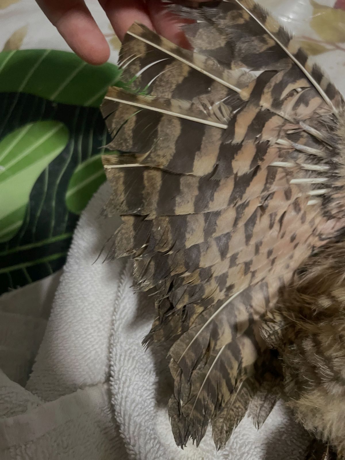 The owl's wing feathers are splayed out on a tabletop like a fan, showing how the feathers were clipped. It appears the primary wing feathers were cut by a third or more.