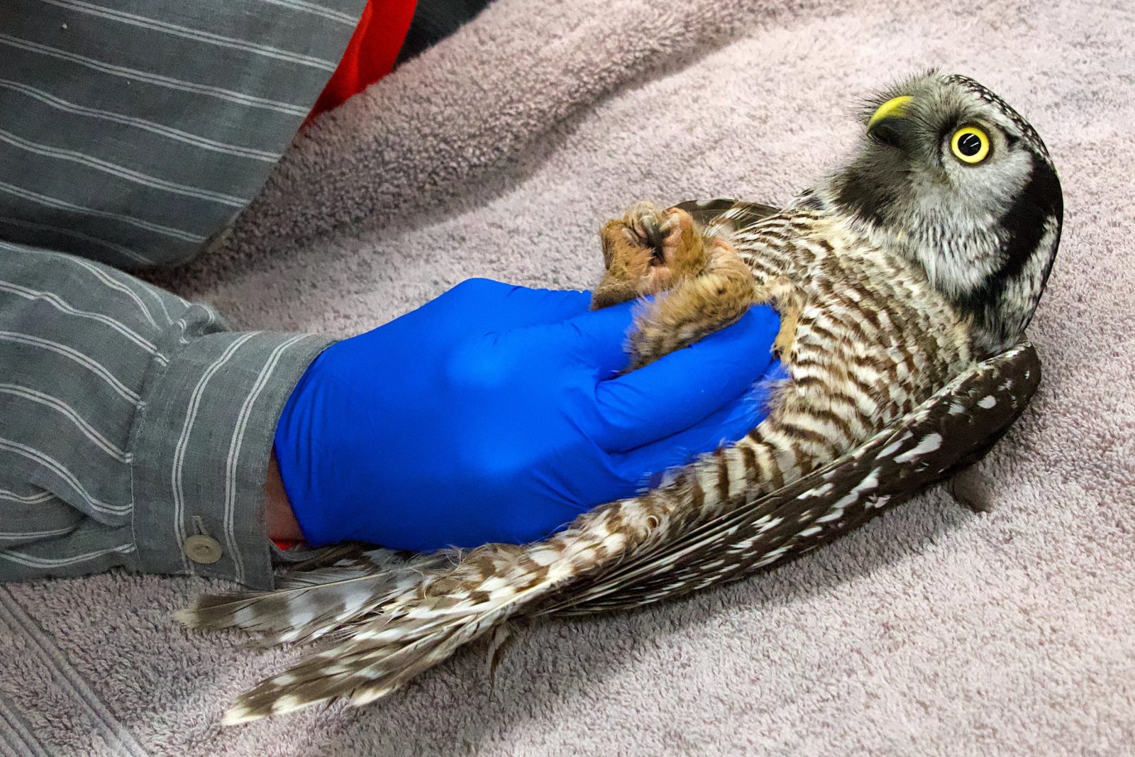 NHO on its back, being examined. The gloved hand of a rehabilitator (in dark blue) immobilises the owl by holding its feet in place. The photo is more oblique than the first, which was face-on, giving a better appreciation for the owl's hawk-like profile. The one pupil that's visible is very wide within the moon-yellow iris. The owl's chest is barred, alternating between light and dark, and it's now clear the dark bands are composed of a shade of brown. The talons are clenched in a tight ball. The feet feathers are very dense, and much lighter brown, almost ginger and almost fur-like. Fuzzy boots.