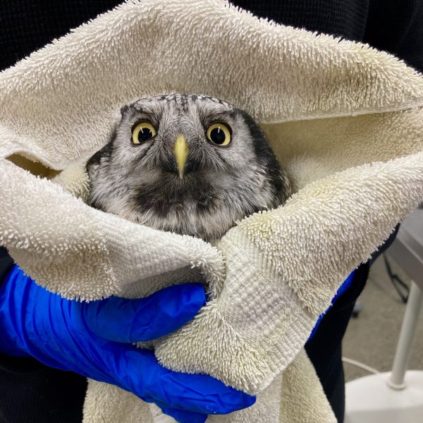 Rehabilitating a Northern Hawk Owl Pt. 1