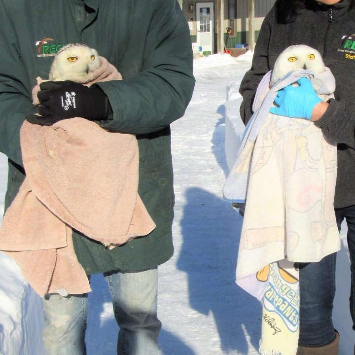 The two Snowy Owls, side by side, are held by handlers in winter gear outside the clinic on a snow-covered path. Each owl is bundled in a towel: one faded-coral, the other patterned with Spongebob Squarepants paraphernalia.