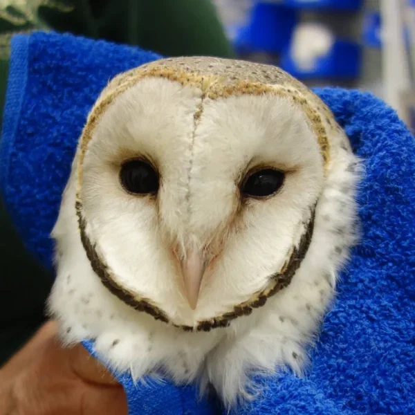 The Rescue of “Owlie”