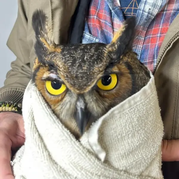 Medicine for Great Horned