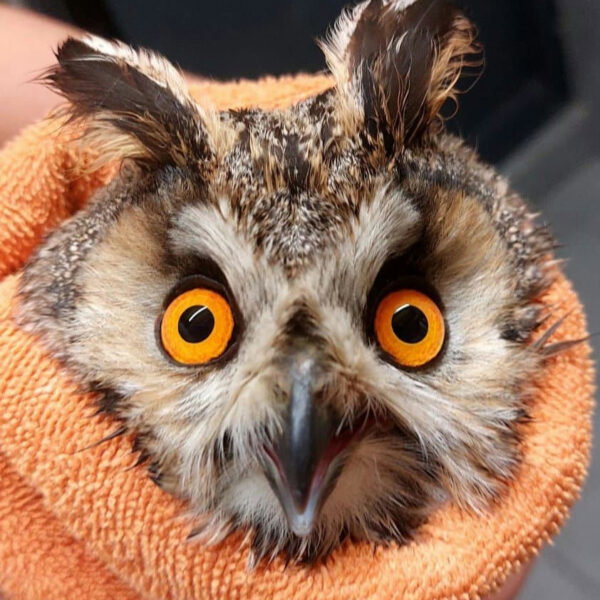 Long-Eared in Switzerland