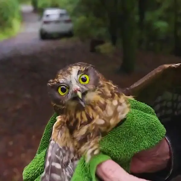 Morley inside the towel