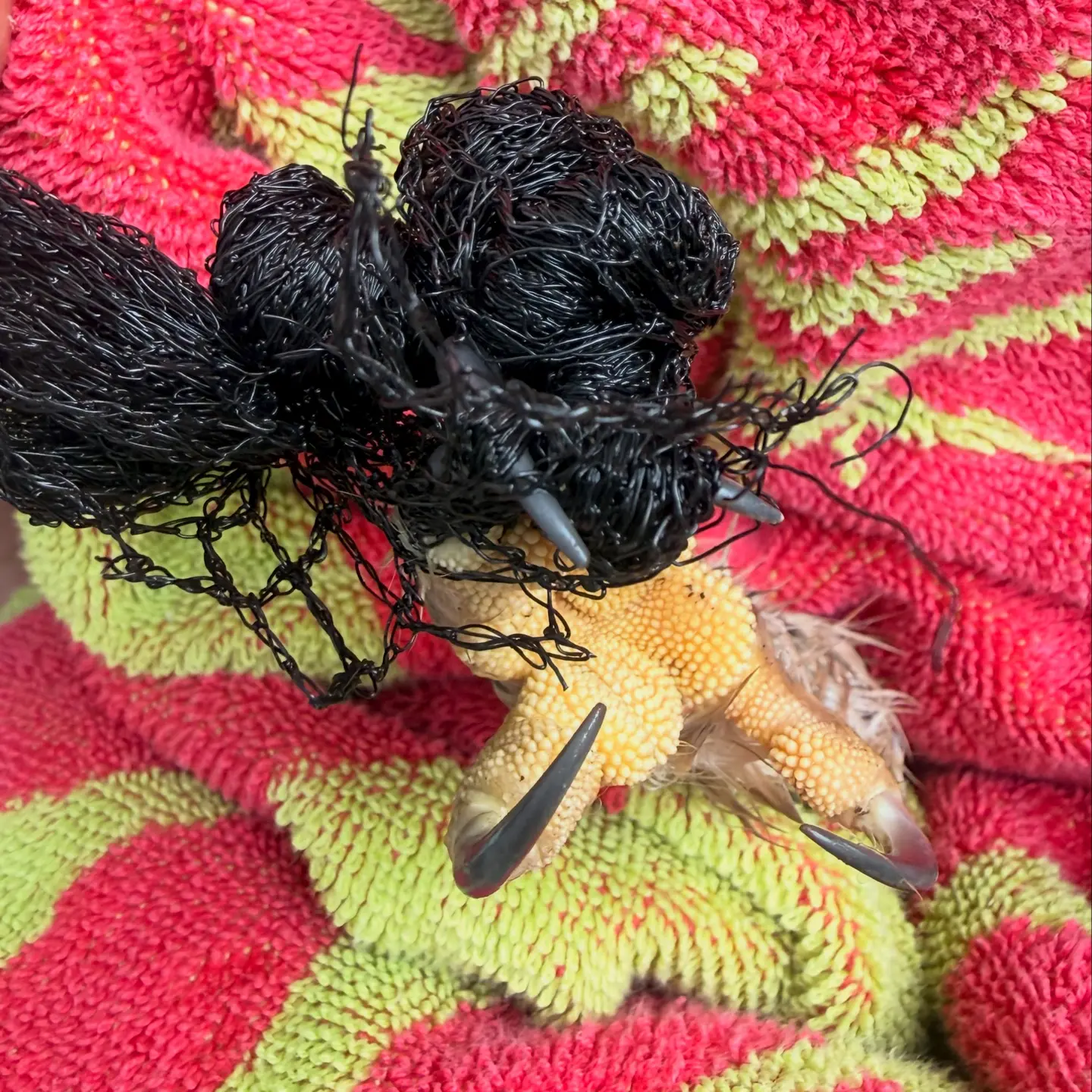 Post-rescue, the Barred Owl's foot is wrapped in a red and yellow towel, and two of his talons are tangled in a dense clump of black plastic netting. The black clump looks like special effects from the film Venom (2019).