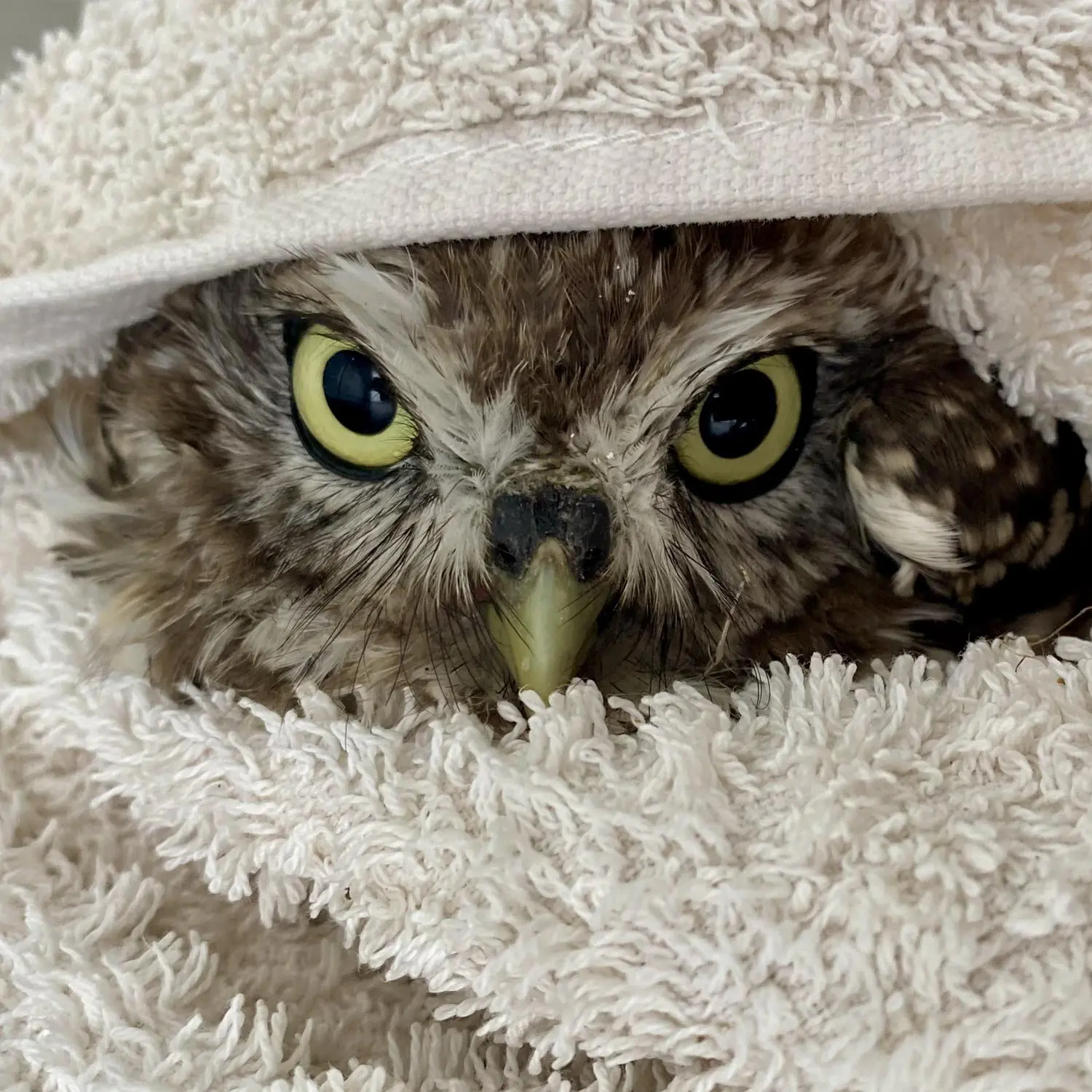 From the markings on the owl's beak and feathers, and overall discerning expression, this appears to be the same Little Owl as the previous photo, at a slightly closer depth of field. This time she is wrapped in an off-white towel, worn like a religious head scarf, beak and eyes still visible; still judging.