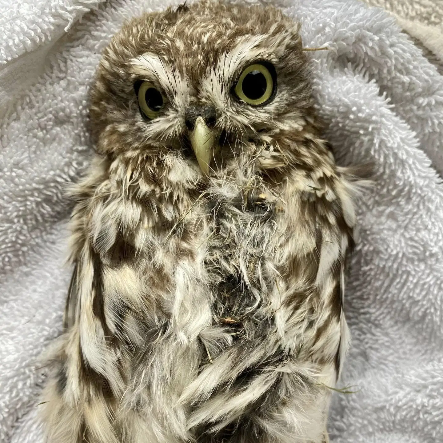 With chest feathers a'scraggle in hues of light brown and cream, this Little Owl is lain supine atop a plain white towel. The look in the owl's eyes is a little seductive, as if to say "draw me like one of your French owls"