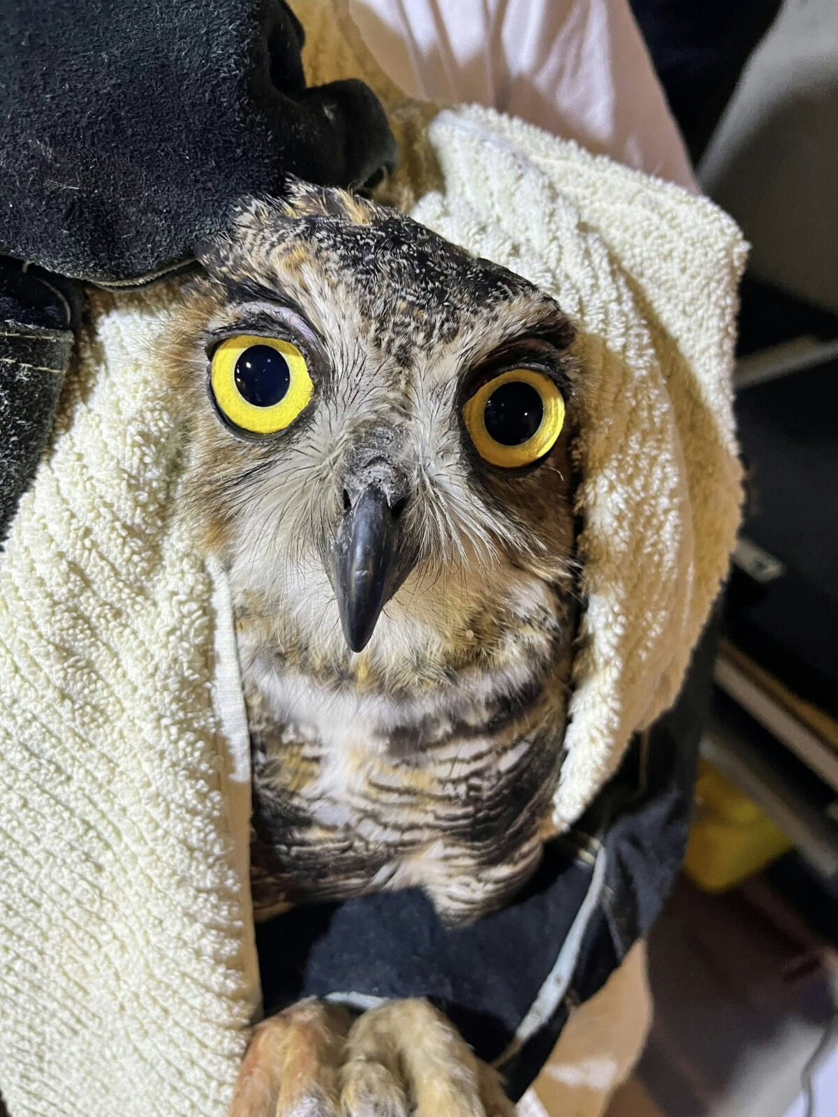 A close-up of a Great Horned Owl wrapped in a vanilla-beige towel and held by a rehabber with thick black gloves. The owl has distinct rictal bristles around her graphite-black beak, and bulbous eyes, lemon yellow in the brightly lit indoor setting. Her top eyelids are 90% open, but the slight droop gives the impression that she is tired or forlorn. Her plumage is barred across the chest, alternating dark-brown and white, with sporadic bursts of caramel.