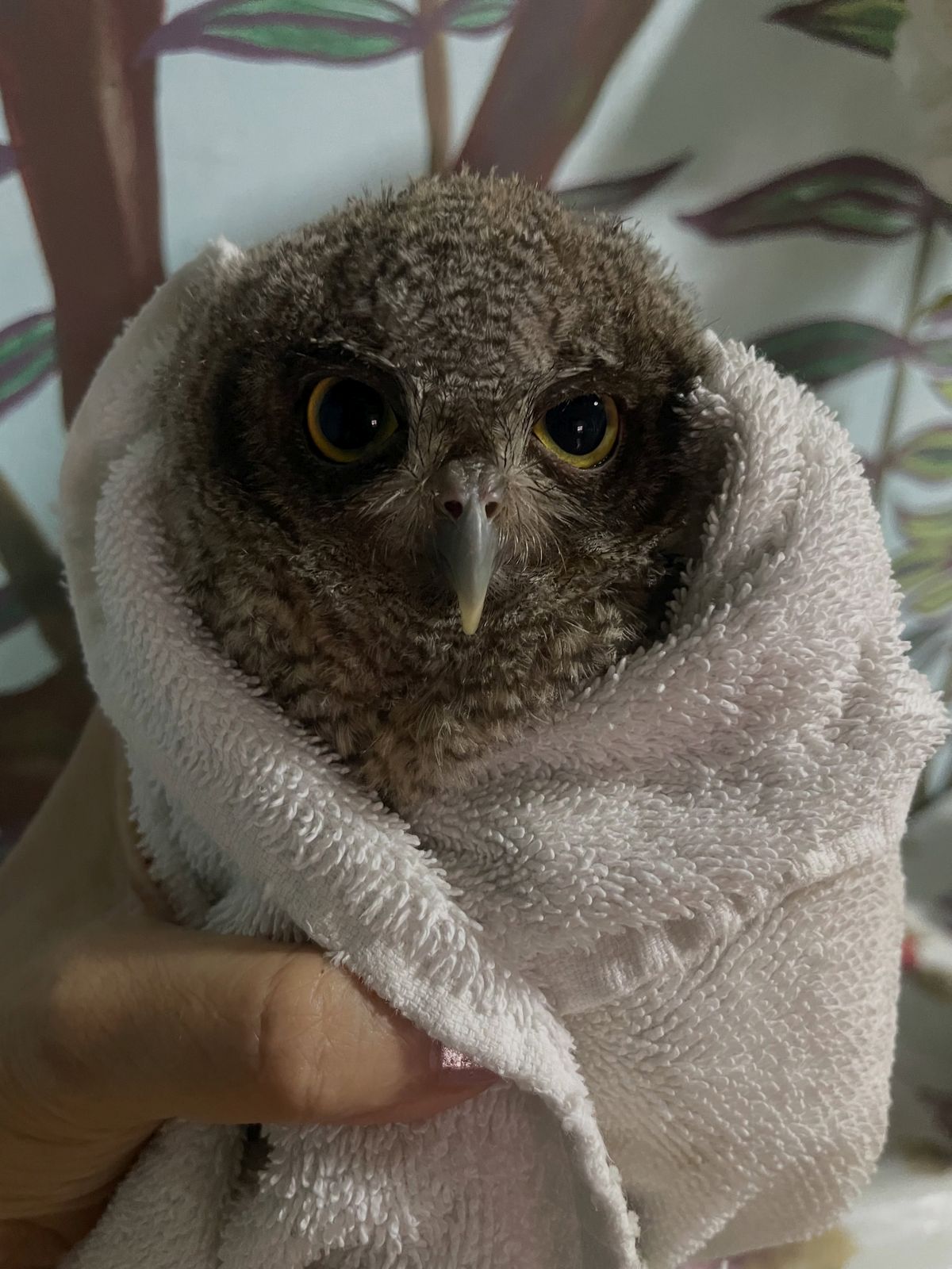 Yellow eyes peer out from a ball of grey fuzz: a Screech Owl, wrapped neatly in a plain white towel. The close-up makes the towel textures stand out as soft bristles cast in light and shadow, as it does the owl's feathers. The rehabilitator's thumb and forefinger hold the towel in a C-shape bottom left of frame.
