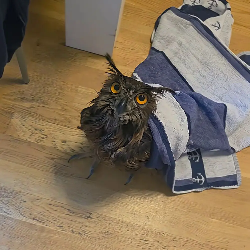 Post shower, Horst is draped in a nautical-themed towel, blue and white with anchor patterns. His toes stretch wide so he can walk across the kitchen floor with the towel flowing behind him like a wedding dress.