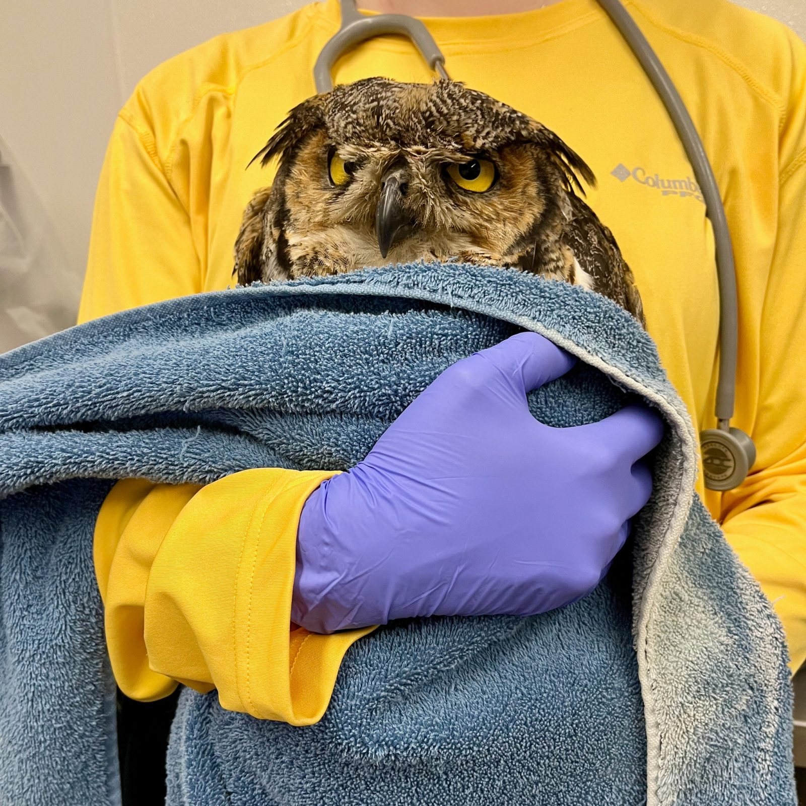 This Great-Horned Owl is half-wrapped in a slate blue towel, clutched to the chest like an angry rugby ball. The rehabilitator wears a long-sleeve top in bright yellow (matching the owl's eyes), and gloves in hospital-grade purple (matching nothing). The wishbone-shape of a stethoscope is draped around the person's neck, behind the owl's head.
The owl appears cartoonishly disgruntled with a furrowed brow overhanging his or her eyes. The flattened plumicorns are shaped downwards, seemingly as a continuation of the brows forming a stretched letter "M" which only serves to exaggerate this owl's look of deep-seated menace and malcontent.