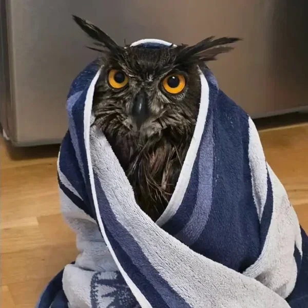 Happy Owloween 2026!