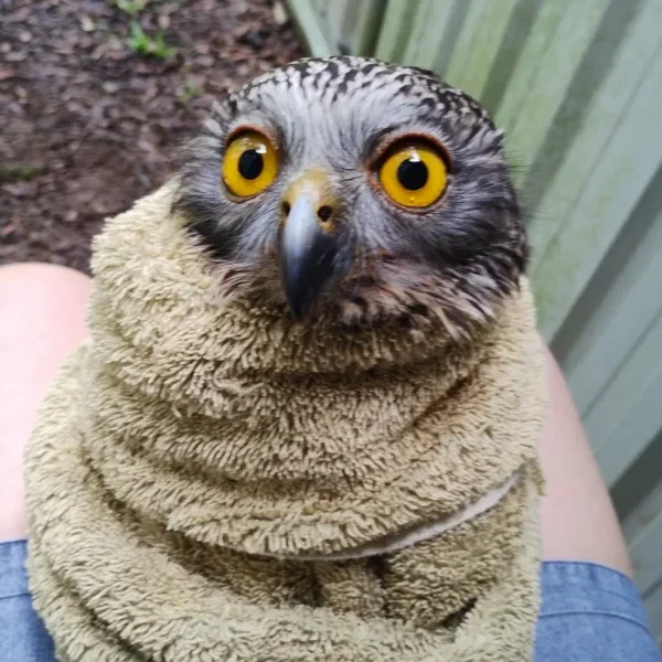 Powerful Owl Burrito
