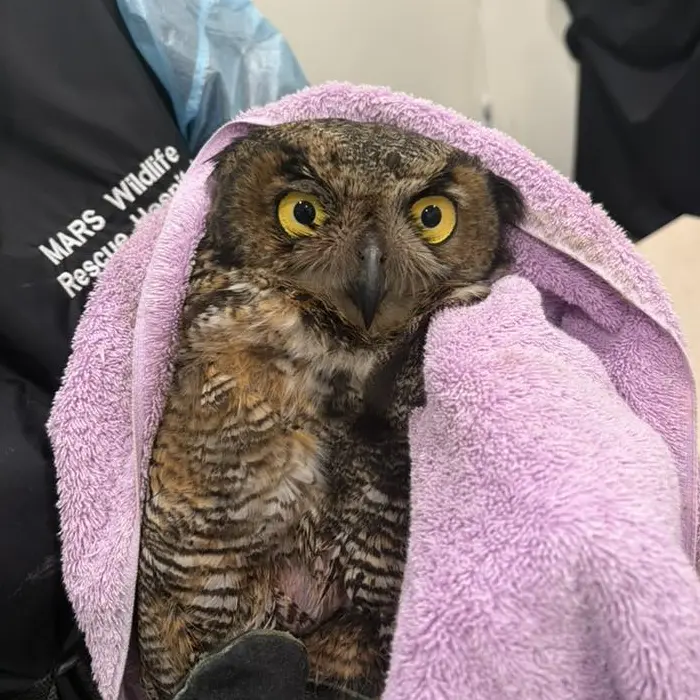 Same owl, same expression but this time in a lavender towel. The rehabilitator's black work jacket has white sans-serif text bearing the clinic name. This image was added by Coastal Range Veterinary Services in a comment on the original post, with the text: "The most beautiful patient"