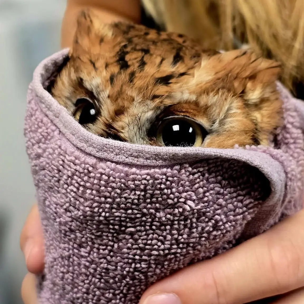 Luta the Eastern Screech Owl is wrapped in an ash-mauve towel. The wrap is cylindrical with its edge at his eye level, so he spies out as if he were hiding in a bin. His pupils are wide, in fact so wide it's hard to tell what colour his irises are, but let's say blonde yellow, matching the hair of the rehabilitator holding the sides of the towel behind. Luta is a red morph variant of the EASO species, so he has rusty orange feathers. He also has streaky patches of cream and black across his forehead next to plumicorns in the shape of cat ears. We can't see his beak, so anyone not knowing this was an owl would be forgiven for mistaking him for a ginger kitten.