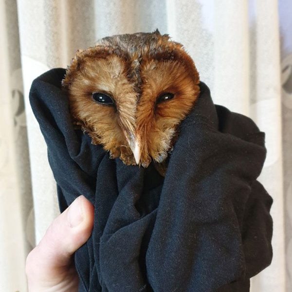 Hungarian Bath Owl