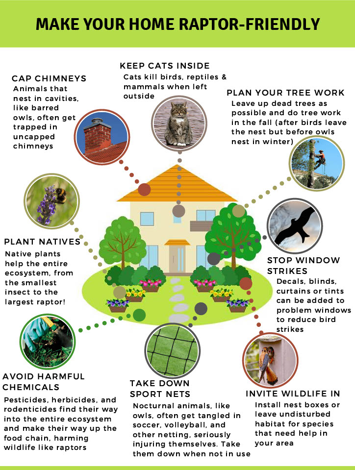 Make Your Home Raptor Friendly