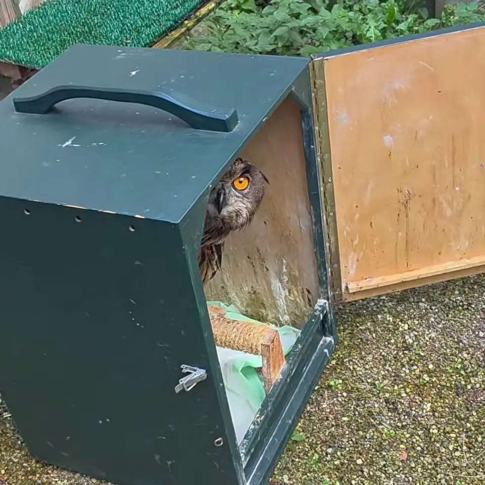 Horst peers out of his wooden enclosure with a single suspicious eye.