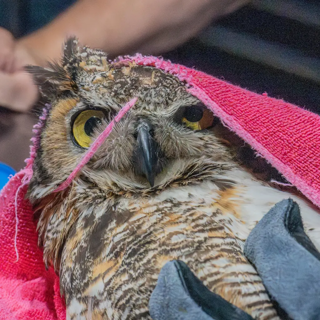 Same photo as before, except now a band of long pink fibres from the towel is flopped across one eye of the owl, while the other eye is semi-depressed by the hood. The result is "Dreamworks Face", as best described by TVTropes: "You know that face. The clever, asymmetrical smirk. The similarly crooked eyebrows. The intense stare-down that comes at you from the promotional movie posters - especially for CG family films. It's the expression that tells you the hero is going to be up to no good, and is much cooler than any of those classic, mainstream, conformist wimps those *other* studios produce."