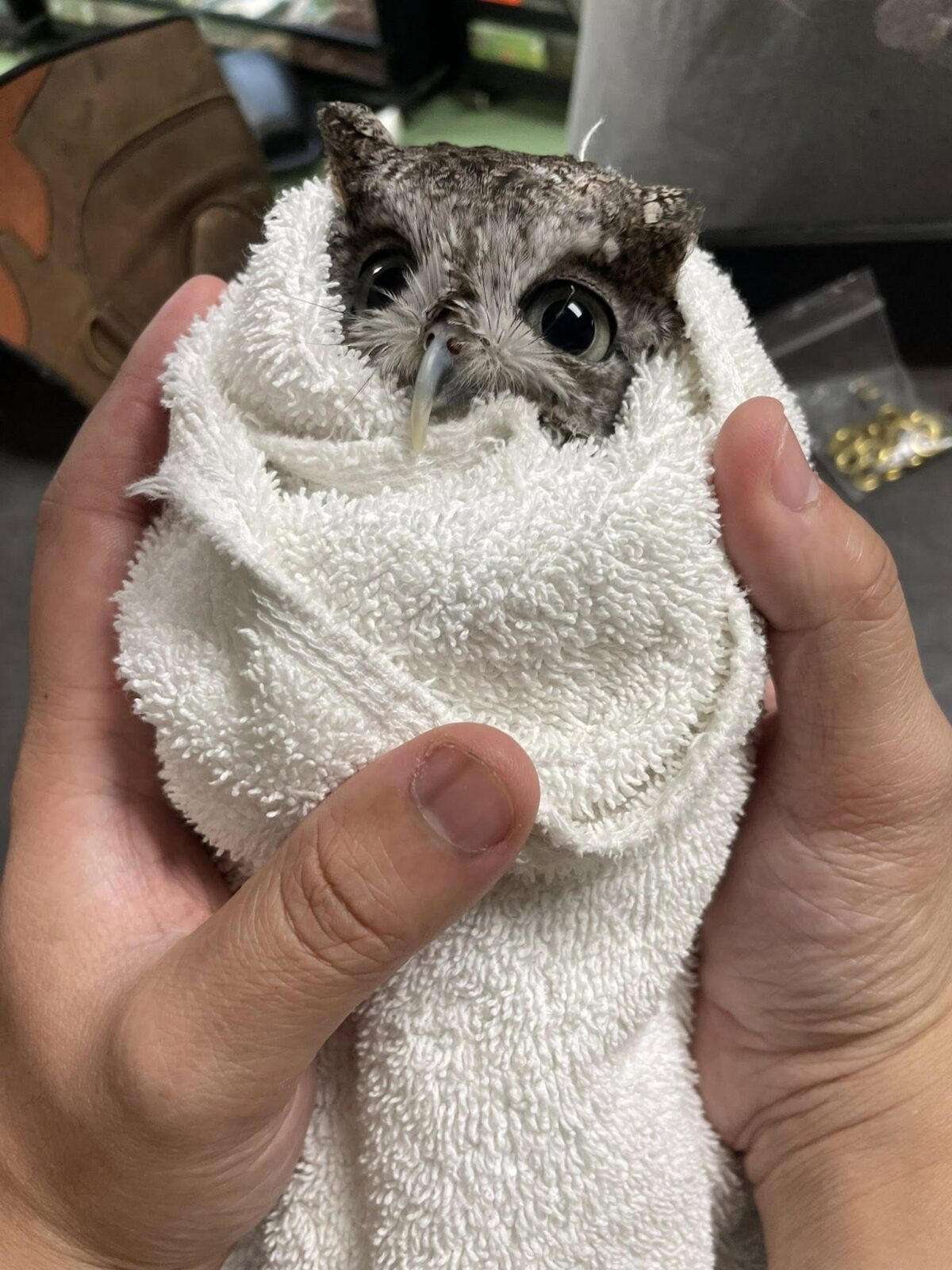 Coda the Owl is wrapped in a plain white hand towel. Owing (mostly) to the wrap, he is oval shaped and nearly a borb (where borb = bird orb). He's much like the Owls in Towels logo but with desaturated plumage and cat-like ear tufts. His feather are the "gray-morph" variant of Eastern Screech Owls, peppered and bridled with black texturing that looks like granite rocks or tree bark. He has short ashy-white rictal bristles and longer black "whisker" feathers about his long and thin pale beak that hooks over the towel edge. A handler has him in their palms the way one might hold a new-born. He has anime-eyes: a pair of slate-grey peepers looking up at the humans with an expression of innocence and trust.