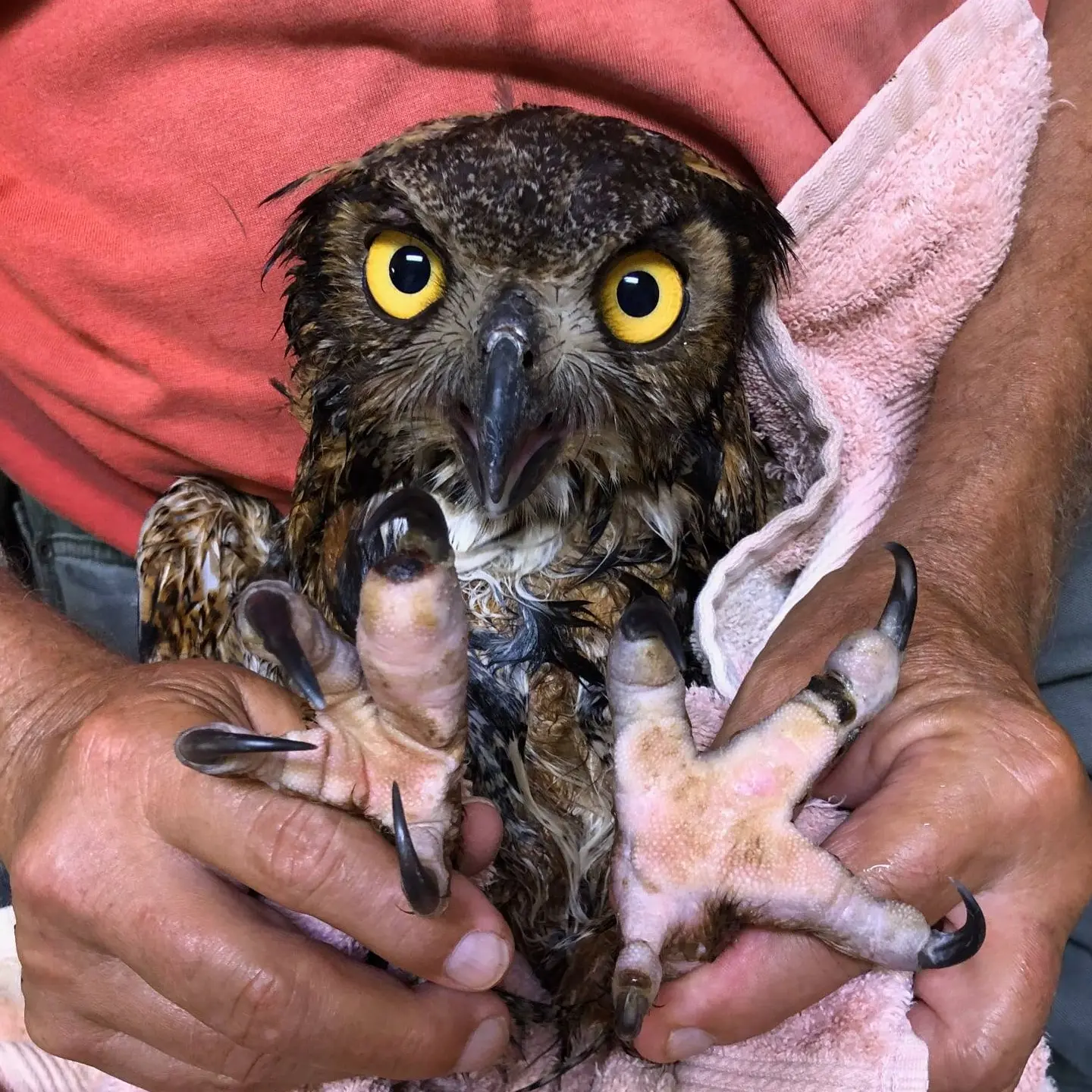 Out of the mixing bowl and into the hands of the Red Wolf rehabilitator (pictured behind, wearing a pomegranate-red tee), the owl continues his look of fury at the camera. Wet plumage on his chest is matted and scraggly, while his plumicorn feathers (a.k.a. 'horns') are slicked back and to the sides, with a few flyaway feathers pointing left and right like he's the titular character of 'Hey Arnold!'. The rehabber holds the owl's ankles and points his toes and talons at camera for easier inspection. The pink pads on the owl's feet match the marshmallow towel in which he is partially wrapped.