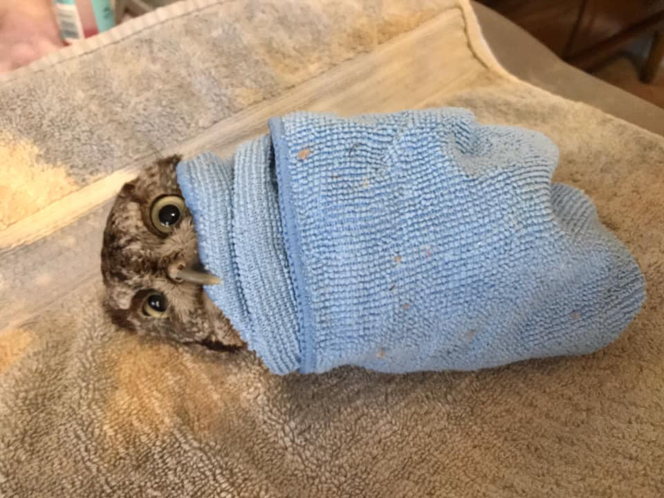 Angry Burrito no.1