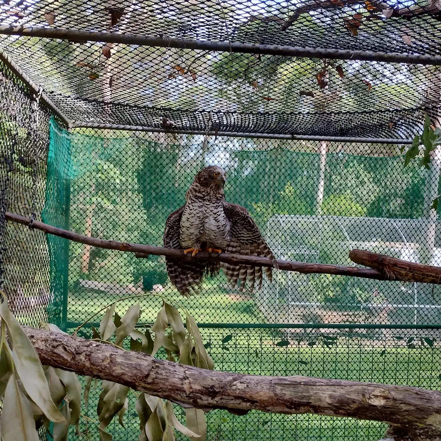 Perched on a branch in an outdoor enclosure is the Powerful Owl patient. Her body is pear to eggplant shaped with orange toes and black talons emerging beneath. Her head's turned in profile and her orange eyes bulge a little. Her plumage is a dusty brownish-black with white bars across the wings, and ditto but inverted across the torso, though instead of bars it's more like small bat-shaped V's (spooky). Her wings are stretched down behind her like she's running Naruto style but her legs are still. A second aviary with steel pipe-framing appears ~30 m (100 ft) away through the green mesh netting behind, on a well-vegetated site with short lawns and tall canopies.