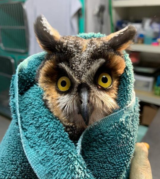 Long-Eared Owl in NJ