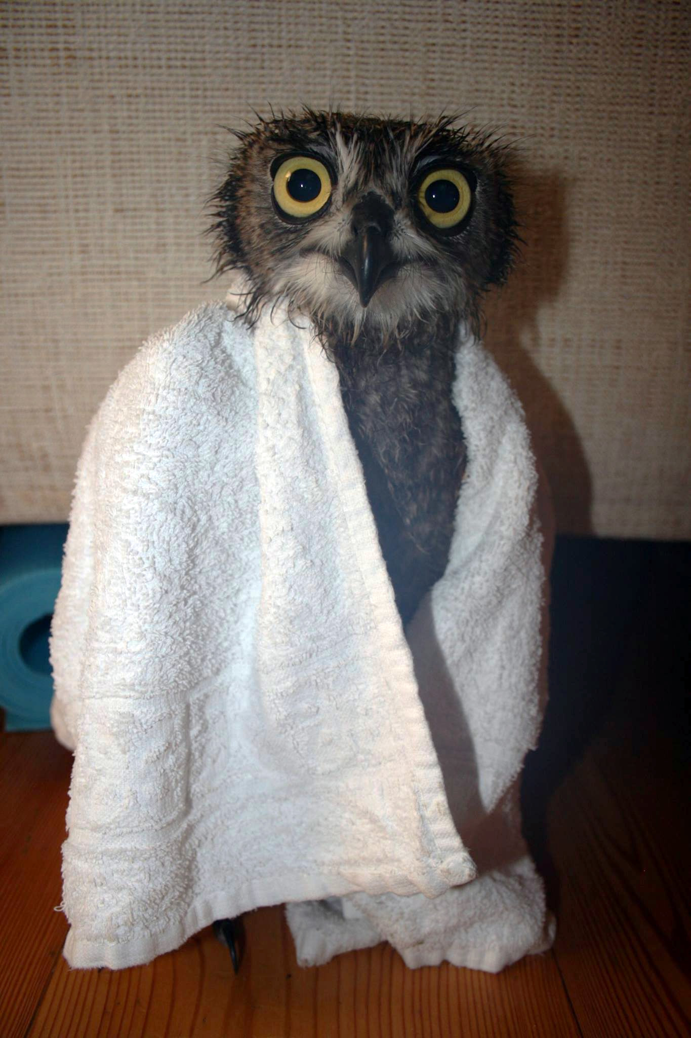 Captured in bright indoor lighting before a hessian pin board, a Spotted Eagle-Owl with wide-eyes and wet-plumage is cloaked in a white cloth. Spiked feathers radiate from his head in all directions, like a hairy durian, accentuating his look of shock and indignation.
We may have found the true paragon of Owls in Towels.