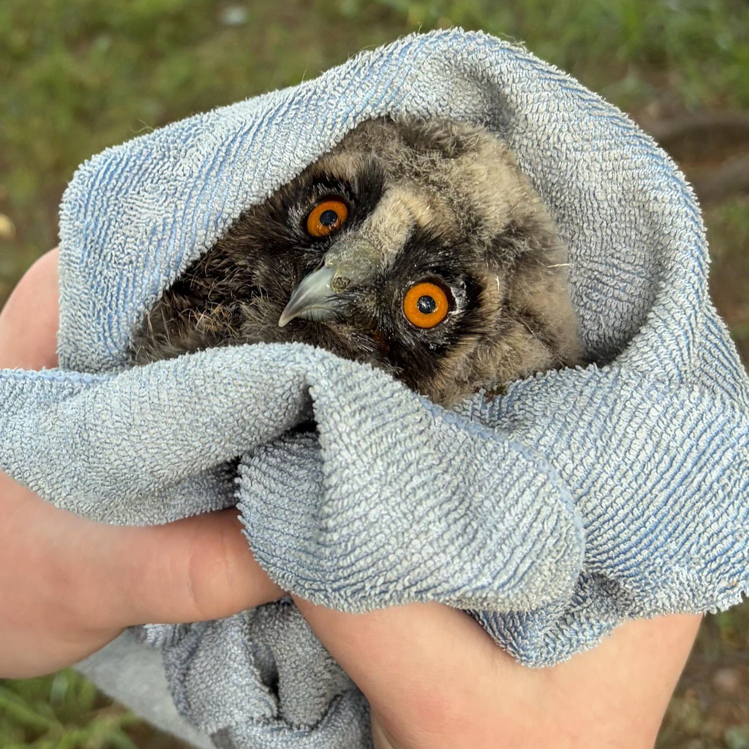 A young Long-Eared Owl - mistakable for a Jim Henson muppet - is wrapped in a pale slate-blue microfibre towel, above a grassy setting. Two hands hold the bundle of owl in the exact fashion someone might hold a burger between bites.
