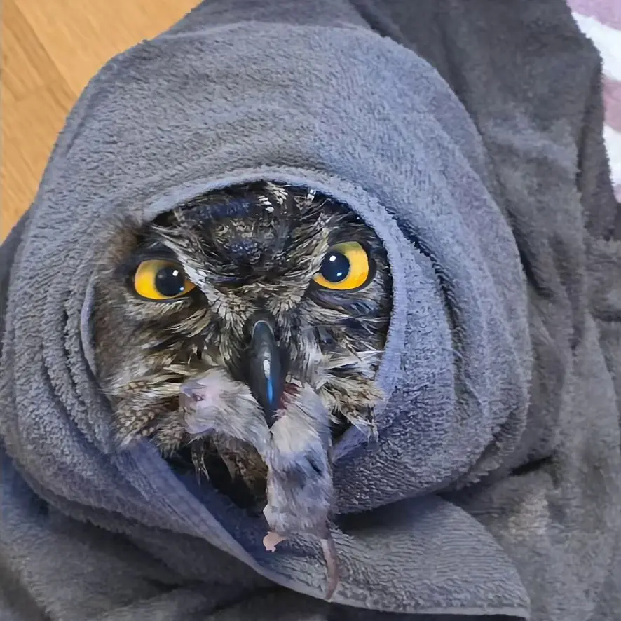 Horst is fully wrapped around his face with a stone-grey towel, looking like a cat stuck in the arm of a long-sleeve top. He has a rat in his beak. A literal rat.