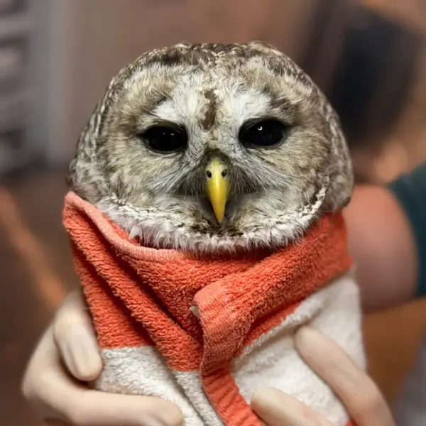 Rhodian Barred Owl