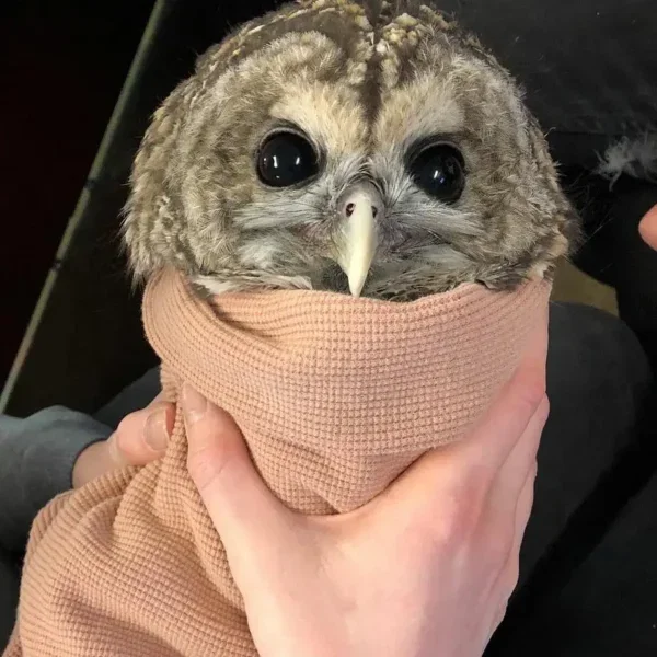 Barred Owl at a Bat Clinic