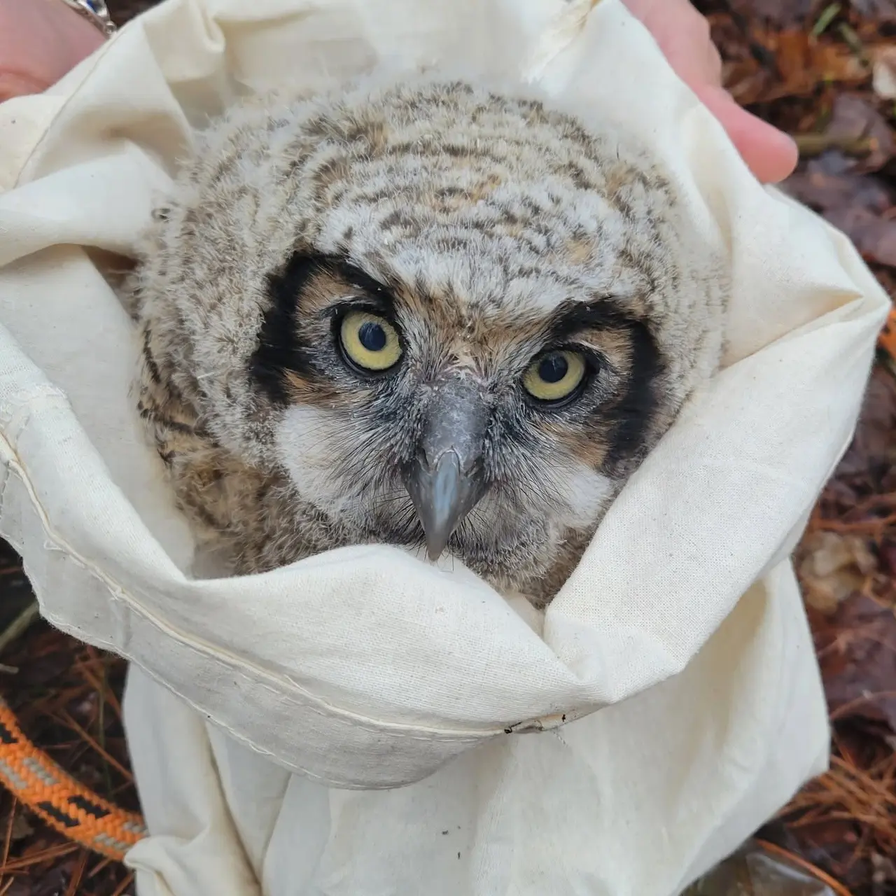 A Great Horned Owlet is contained in a vanilla pillow case. The case colour matches his/her fuzzy fledgling feathers, like frosted tips on plumage that is otherwise tan, brown and black. The setting is a forest floor: an orange climbing rope is coiled below with brown pine needles and leaf litter strewn about.