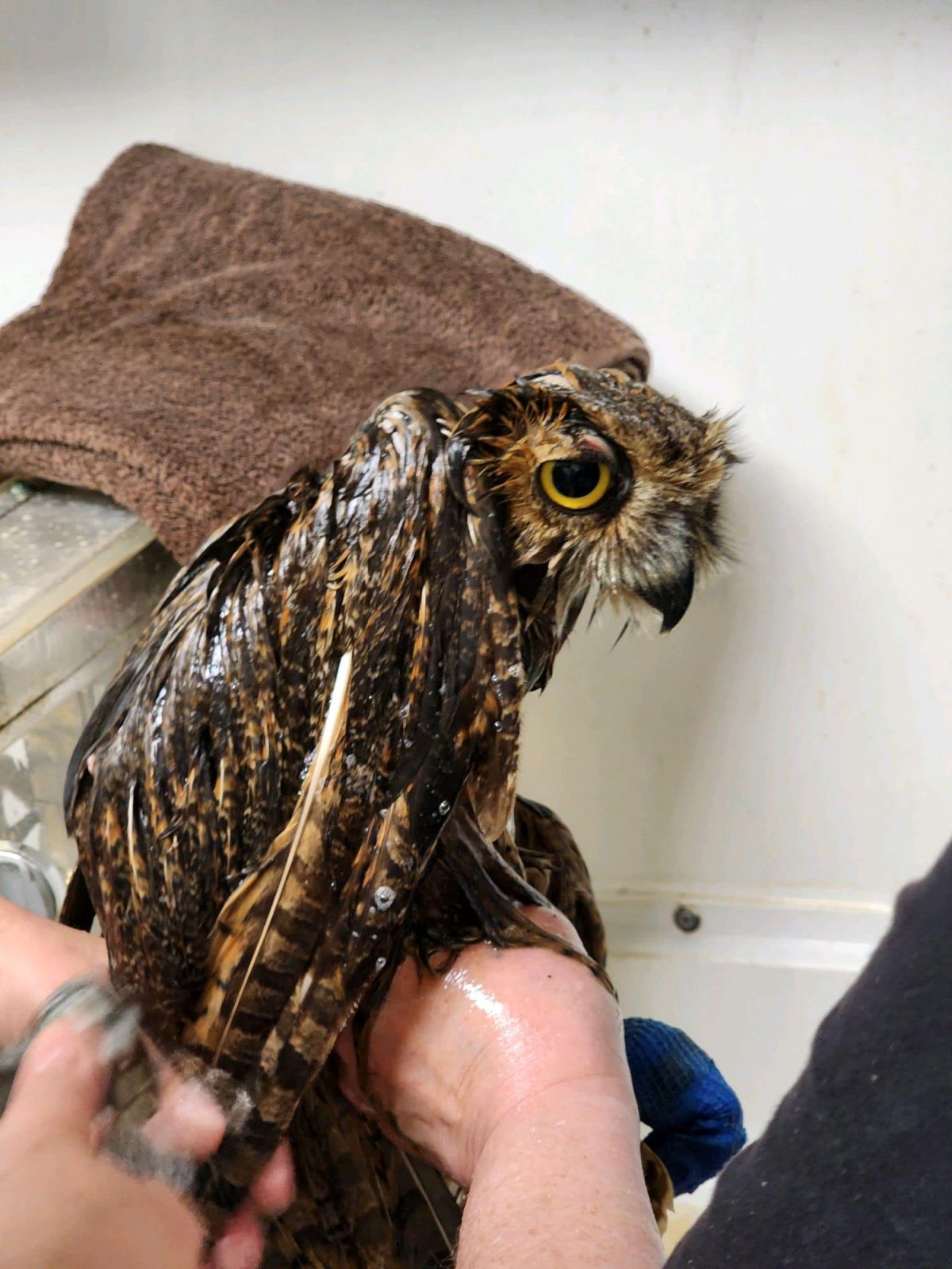 Pairs of hands from the wildlife rehabilitators appear bottom of frame holding and actively washing the owl in a basin. The owl is hunched over, sopping wet, with his feathers clumped and dripping giving a soapy shine to the patterns of his brown and black plumage. A large yellow eye is visible, and he's looking almost sullen or subdued from the process. He has no chin, just a beak and a few straggly wet feathers beneath. A dry brown towel is draped in the background.