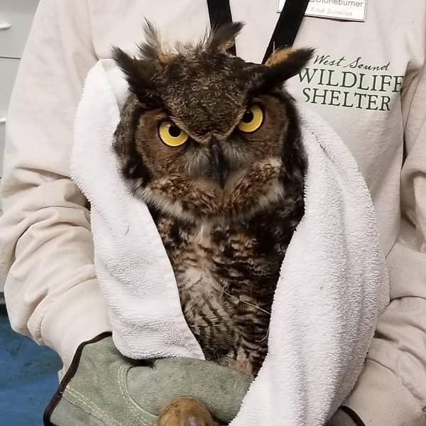 How This Owl Feels About Nets