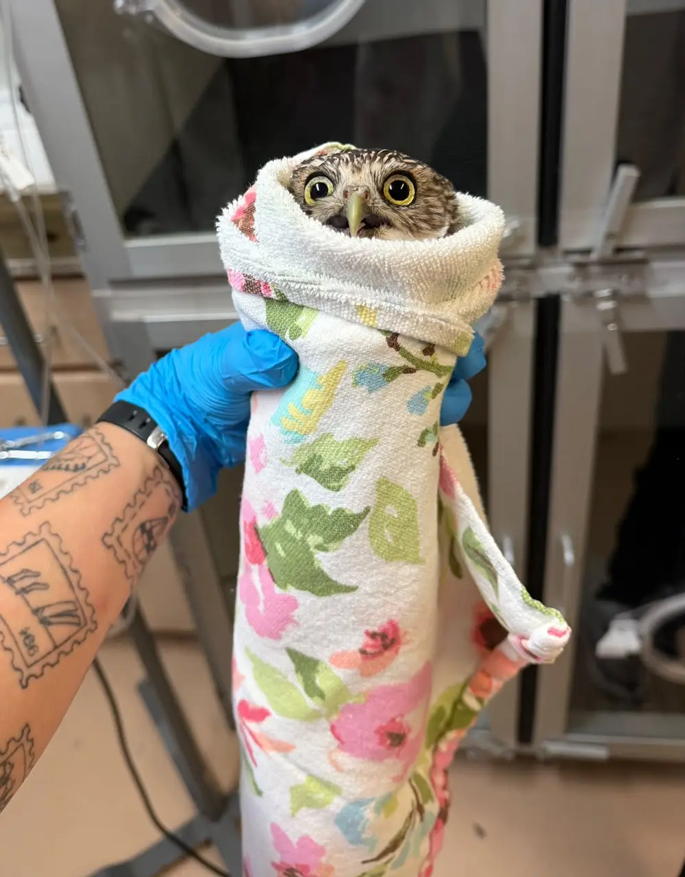 A Burrowing Owl is burrito-wrapped in a towel that is far too long for him. The towel is mostly white with floral patterning in shades of pink, green, cyan and yellow. Only the owl's head is visible, oval like the Toyota logo, and his straw-yellow eyes are wide and unfocussed like he's seen Some Things. His mouth is open like Beaker the Muppet and we are, thanks to the medium, spared his eldritch vocalisations. The arm of a rehabber extends from bottom left to hold the burrito with a blue glove and features forearm tattoos of oversized postage stamps. Clinical equipment is behind, as well as dark-tinted cabinets with silver frames.
