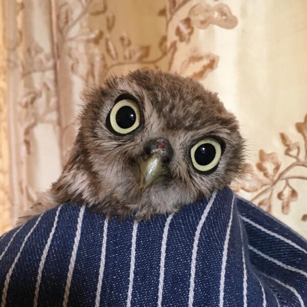 Little Visitor Down the Chimney