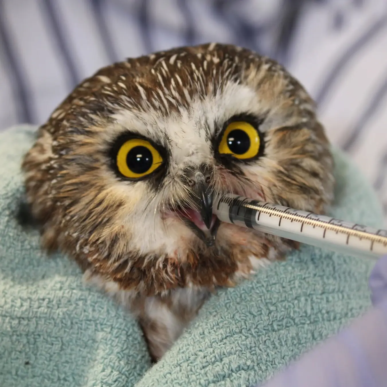 A Saw-Whet Owl is wrapped in a cosy seafoam coloured garment, looking towards camera with rich sunflower yellow eyes twinkling from a trio of reflected ceiling lights. A syringe of fluid is administered to his open beak by a human wearing lavender nitrile gloves. It's possible he has the barest hint of a scowl in response to the fluids, but it might just be a stray black feather or two, making it look like a raised bottom eyelid. He's a little pink around the maw, probably from his latest meal of diced + defrosted animal treats, being the little carnivore that he is.