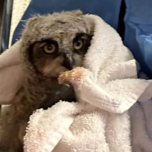 GHOW 2 is a youngster with fuzzy feathers like the fleece of a muppet. He's in a white towel, stained a little near the beak, probably from his latest meal.