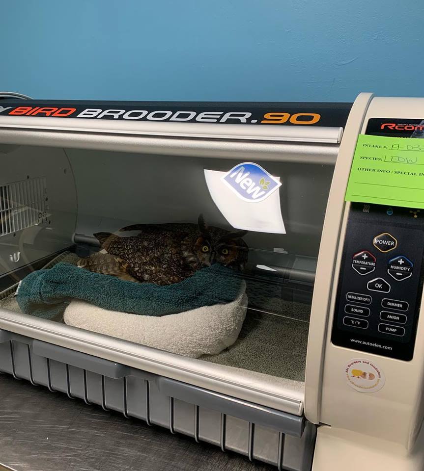 The LEOW rests on two towels, green and white, layered in a donut / horseshoe shape. The patient is located inside a large incubator labelled "BIRD BROODER 90", a machine for controlling oxygen, heat and humidity. It is about as long as a shipping container is wide, with a clear hatchback door behind which the owl watches the photographer, head turned to the side.
